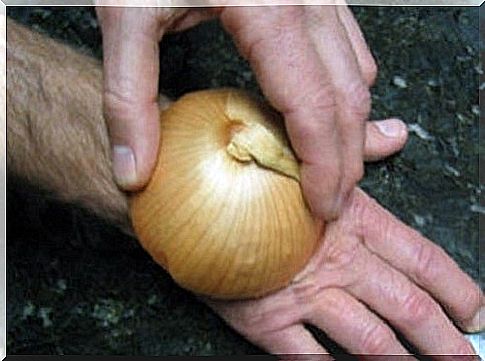 onion-relieve-stings-insects