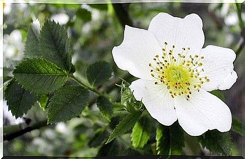 White hawthorn can help relieve burning feet