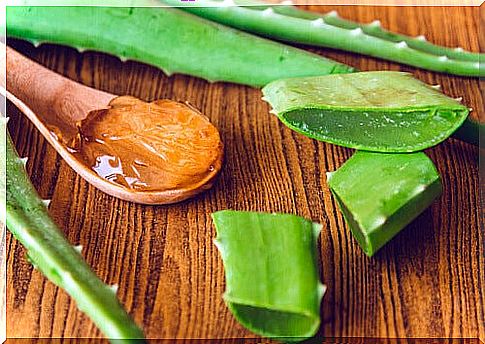 aloe vera