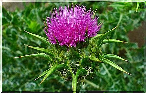 thistle infusion