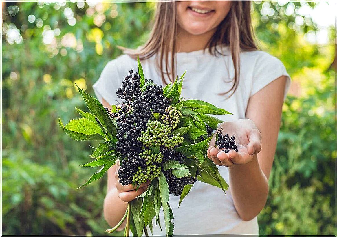 Elderberry plant 