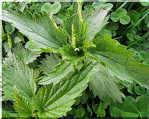 Nettle to relieve sciatica