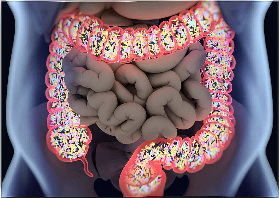 Intestinal flora and colon functions