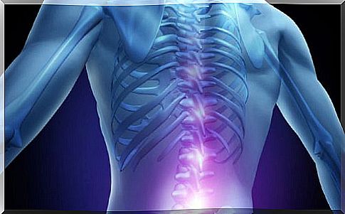 the spinal cord