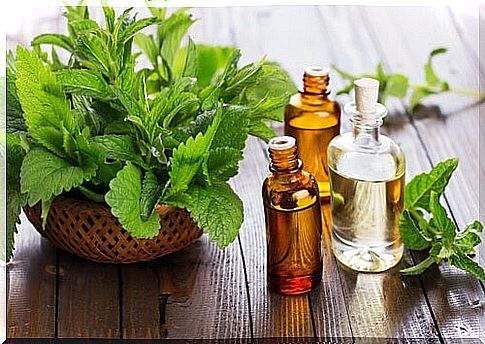 Mint to repel mosquitoes