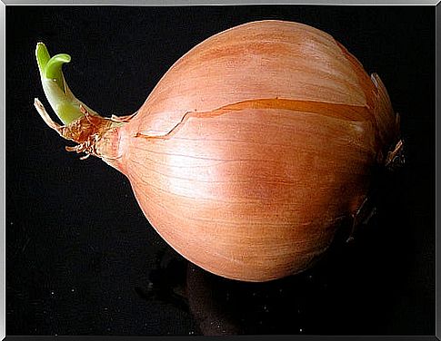 onion in the diet to lose weight